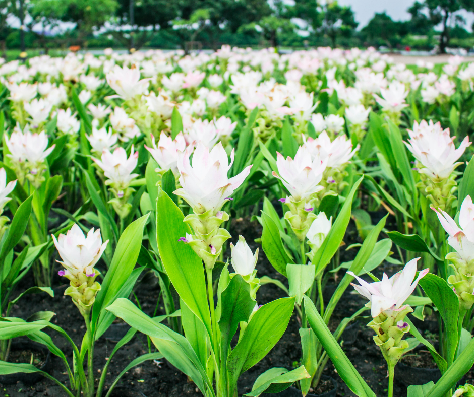 Curcuma